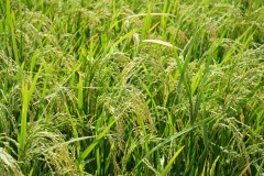 WhatsApp-Image-2025-11-12-at-10.28.20