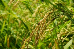 WhatsApp-Image-2025-11-12-at-10.36.38-2