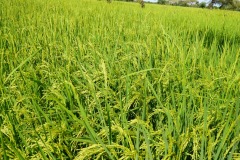 WhatsApp-Image-2025-11-12-at-10.36.39-1