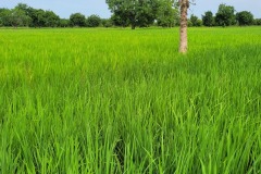 WhatsApp-Image-2025-11-12-at-10.36.43-6