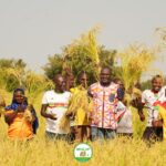 RESI-2P : les récoltes commencent à Laoua Mossi et Bilenga dans la région de Yaadga