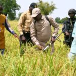 RESI-2P : le Camarade Gouverneur Thomas YAMPA lance officiellement la récolte du riz à Barma Mossi et Koudoumbou dans le Yaadga